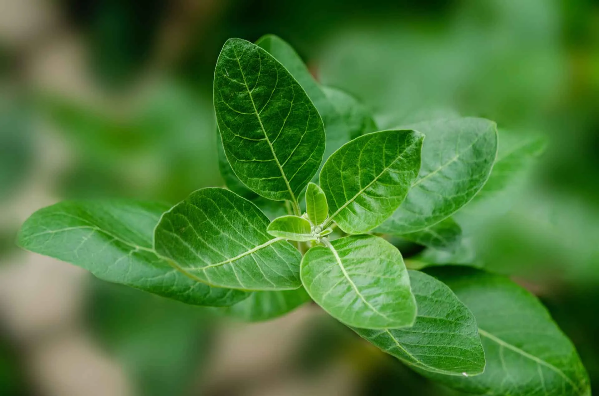 herbs for anxiety